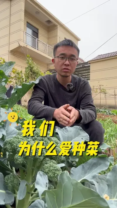 我们为什么爱种菜？我爱种菜#我的小菜园 #自己种的纯天然的绿色蔬菜 #记录我的种植生活 #田园生活