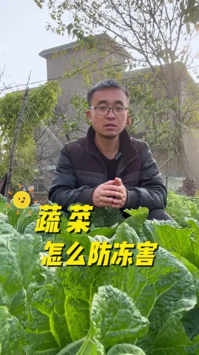 蔬菜怎么防冻害？怎么提高蔬菜的抗寒性？#我的小菜园 #种植小技巧 #我爱种菜 #学种菜