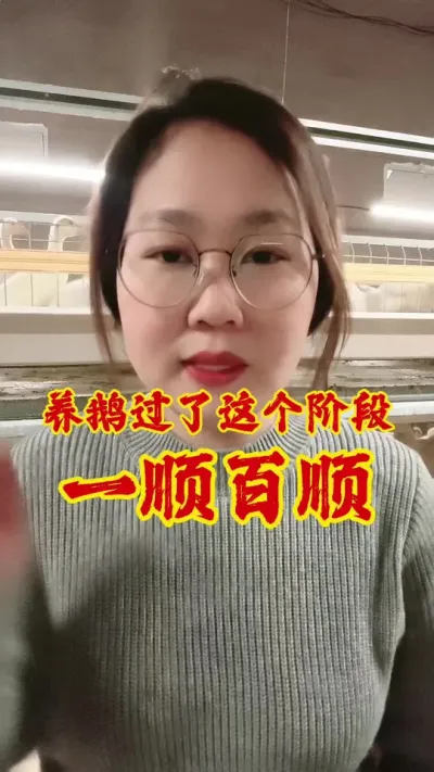 养鹅过了这个阶段，一顺百顺#养鹅技术分享 #养鹅 #养鹅人 #鹅 #三农