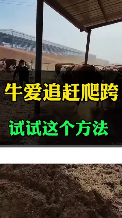 牛爱追赶爬跨，受伤等#全国养牛人 #肉牛养殖 #养殖户 #西门塔尔育肥牛