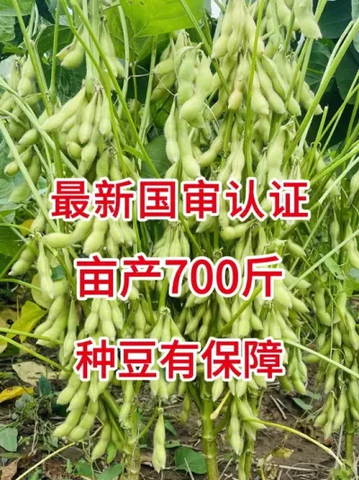 粒粒饱满，产量翻番！ #三农流量扶持计划 #抖音助农 #大豆种植 #产量特别高 #农业种植