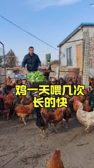 鸡一天喂几次长的快#养鸡#养鸡妙招#科学养鸡#散养土鸡#鸡鸭鹅养殖