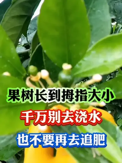 果子拇指大小，千万别做错了#果树种植 #果树管理 #果园管理