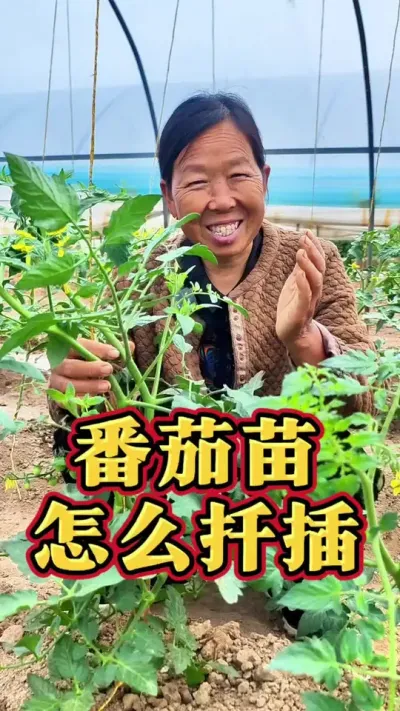 番茄苗怎么扦插 怎么用别人家的番茄苗移栽#番茄种植 #种植小技巧 #生菜杨姐 #三农 #蔬菜种植 @DOU+小助手