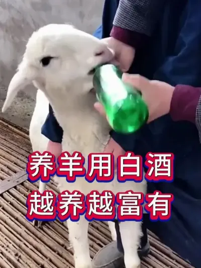 养羊用白酒越用越富有 #养羊 #牛羊养殖 #养羊人