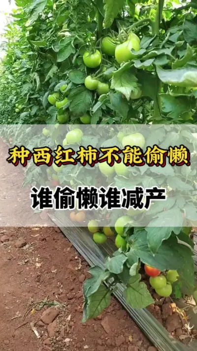种西红柿不能偷懒，谁偷懒谁减产#番茄种植方法及管理技术 #西红柿种植技术与管理法 #分享农业知识帮农民增产增收 #番茄种植技术 #分享农业知识帮助农民增产增收