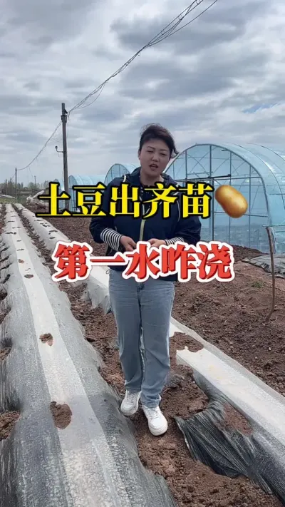 种土豆第一次浇水应该怎么去浇呢#土豆种植#土豆高产种植 #种植小技巧