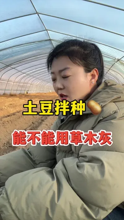 土豆拌种到底能不能用草木灰#土豆高产种植 #土豆 @抖音小助手
