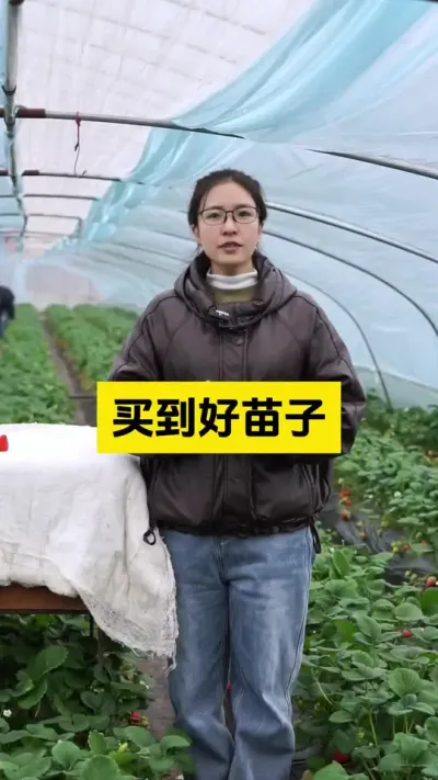 种好草莓第一步，买到好苗子！#启明大师姐 #草莓种植管理技术和方法 #农业技术推广 #农业种植 #病虫害防治