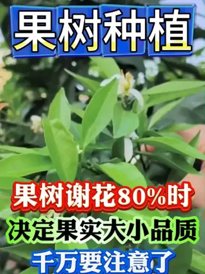 果树谢花80%时期，千万注意了#果树种植 #果树管理 #果园管理