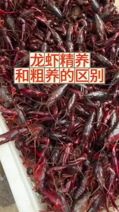 龙虾粗养和精养的区别在哪里#三农 #农业 #渔德盛 #小龙虾 #2025新农人计划