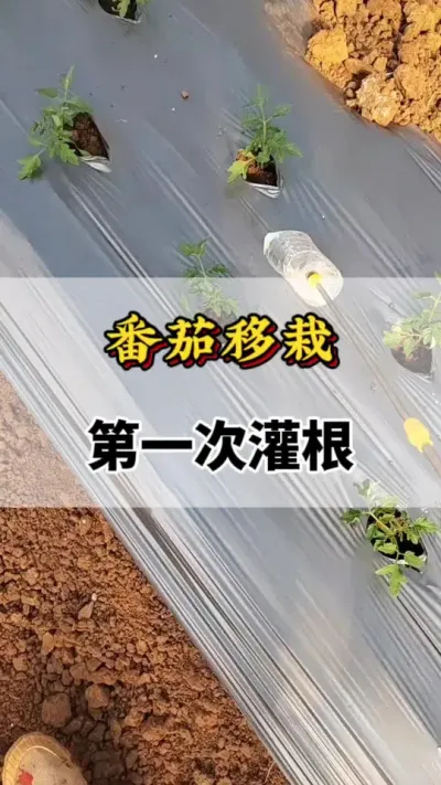 番茄移栽第一次罐跟#番茄种植方法及管理技术 #服务三农支持三农 #西红柿种植技术与管理法 #番茄种植技术 #西红柿种植技术