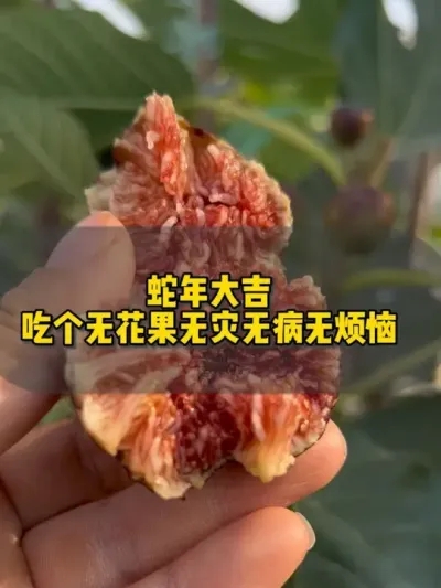 友友们蛇年大吉，顺顺利利，无灾无病无烦恼，爱情事业双丰收哟！#盆栽果树 #初一接福迎财 #欢欢喜喜过大年 #蛇年该说什么祝福语 #我的小菜园