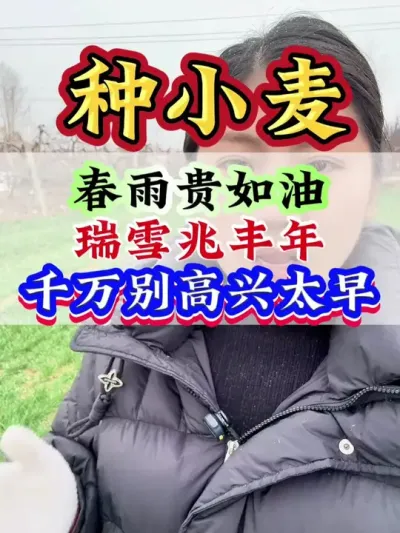 春雨贵如油，瑞雪兆丰年，千万别高兴太早！#小麦种植 #小麦 #小麦管理 #种小麦 #小麦高产
