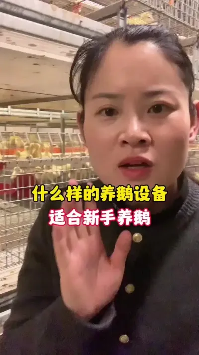什么样的养鹅设备，最适合新手养鹅。#科学养鹅 #养鹅人 #养鹅技术分享 #养鹅 #三农