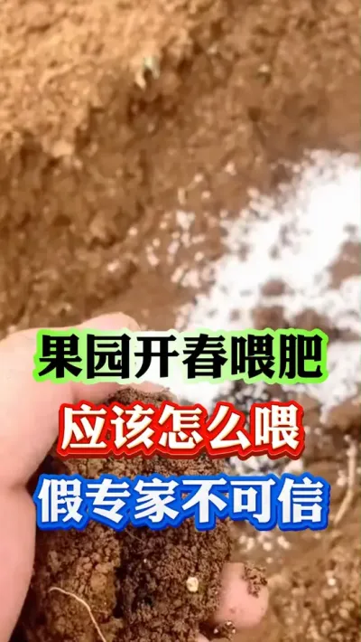果树开春喂肥，到底喂什么，别再听那些假专家的了#果树种植 #果树管理 #果园管理