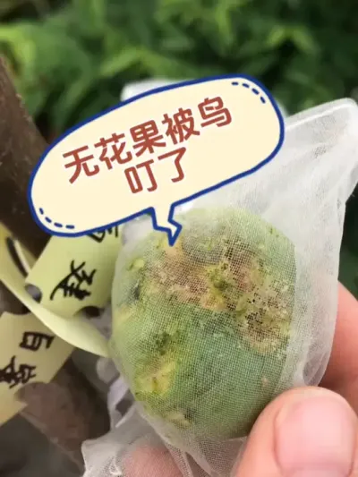 无花果套袋都能给鸟叮了，鸟爷你都吃不到肉，凑什么热闹啊！ 