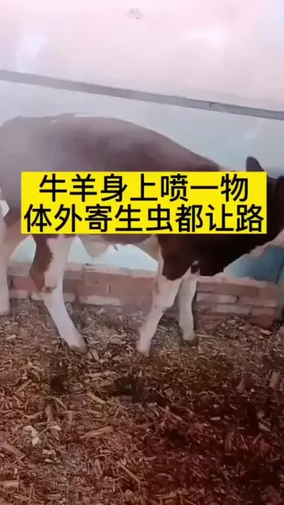 牛掉毛蹭痒，舔毛都是体外寄生虫引起的#西门塔尔 #养殖户 #全国养牛人 #科学喂养 #科学养殖