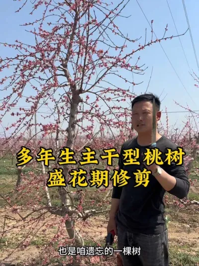 #抖音助农 #分享农业知识帮农民增产增收 #服务三农支持三农 #农业种植技术 #新农人计划 @抖音小助手 @抖音热点 @抖音创作者中心