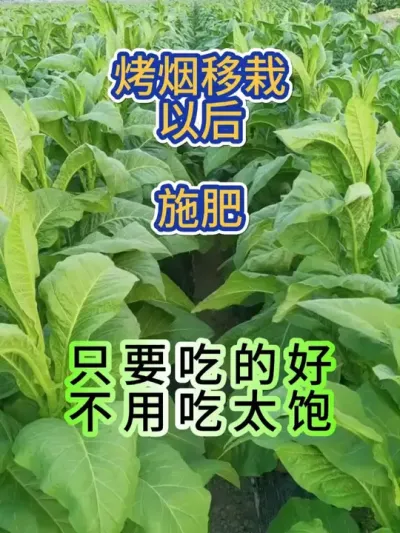 烤烟移栽以后，只要吃的好，不用吃太饱 #烤烟种植技术与管理 #烤烟种植 #烟草种植 #烤烟移栽 #烤烟