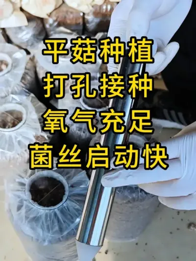 平菇种植，这样接种发菌速度快，需要接种的朋友可以试试这个神器。#平菇种植 #打孔器 #菌种打孔器