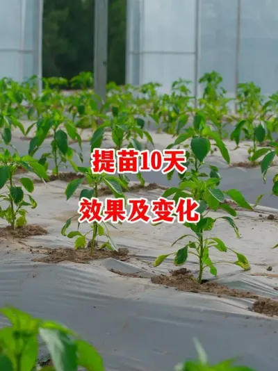 辣椒提苗效果及提苗的必要性#辣椒种植 #辣椒 #小米辣 #线椒 #来抖音学农技
