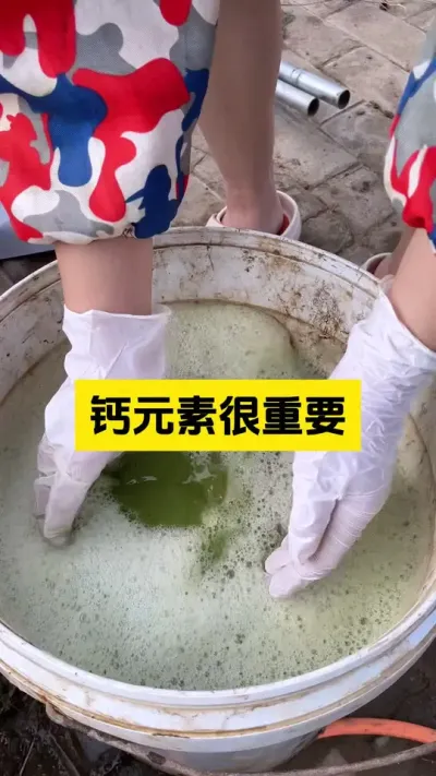 草莓补钙很重要！#启明大师姐 #草莓种植管理技术和方法 #农业技术推广 #农业种植 #病虫害防治