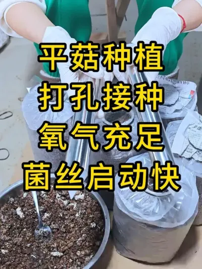 平菇种植，我们接种这样做，小工具大用处，快来试试吧#平菇种植 #打孔器 #菌种打孔器
