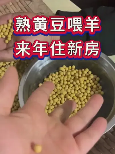 熟黄豆喂羊，来年住新房 #养羊 #养殖知识 #养羊人 #新手养羊