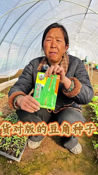 杨姐的豆角种子 生菜杨姐的豆角种子#豆角种植 #蔬菜种子 #长豆角种籽 #假货辨别 #生菜杨姐