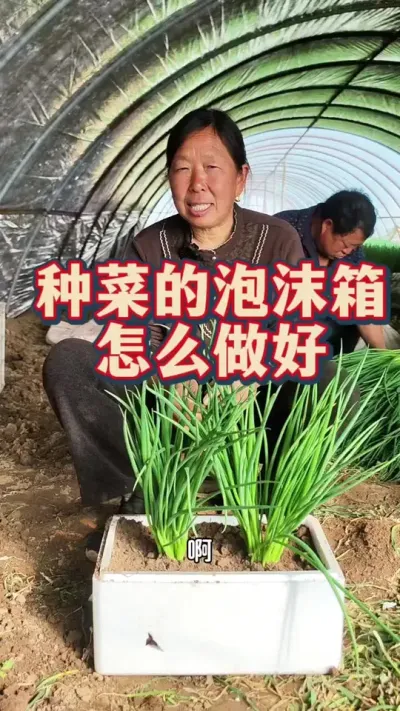 泡沫箱里种好菜 这个方法你学会了吗#实用小技巧 #蔬菜种植 #泡沫箱种菜 #种植小技巧 #生菜杨姐 @DOU+小助手 @DOU+上热门