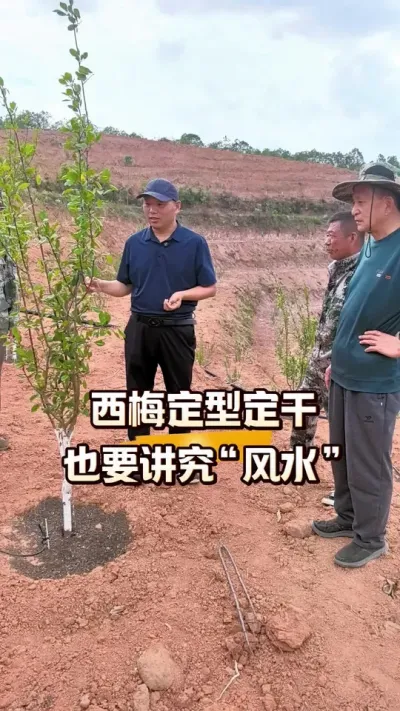西梅树定干定型也要讲究&ldquo;风水&rdquo;#果树定干#果树树型#农田行者#农田行者技术服务联盟#西梅种植