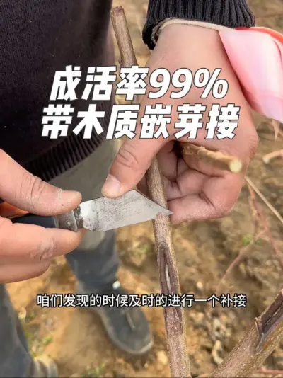 #支持三农扶持三农发展 #抖音助农 #关注我每天为你分享更多农业知识 #分享农业知识帮农民增产增收 #嫁接技术