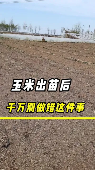 玉米出苗以后,千万别做错这件事#农业种植 #玉米种植 #玉米高产管理 #玉米金大棒 #玉米