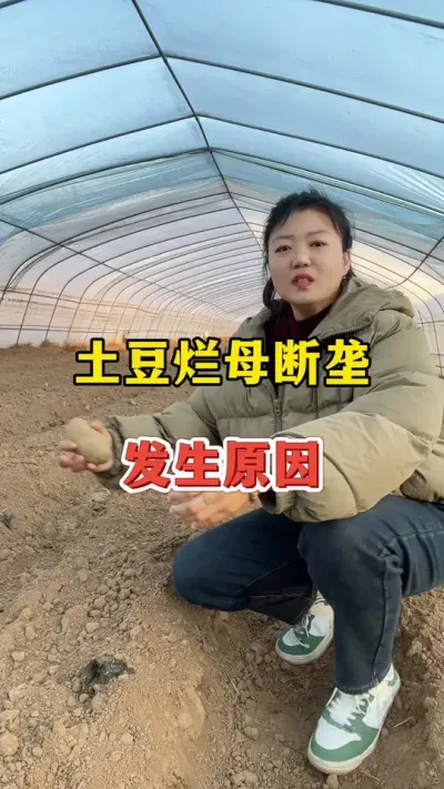 土豆断垄烂母什么原因造成的？#土豆高产种植 #土豆 @抖音小助手