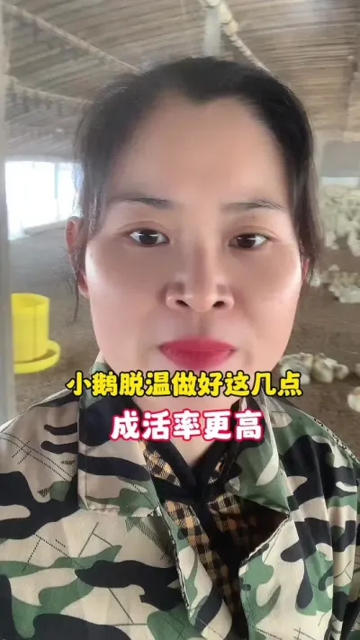 小鹅脱温做好这几点，成活率更高。#养鹅人 #狮头鹅 #养鹅技术分享 #养鹅 #三农
