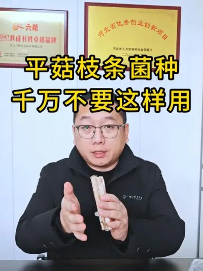 平菇枝条菌种，这样用会损伤枝条上的菌丝，这一点要注意#平菇菌种 #平菇种植 #食用菌栽培种 #栽培种
