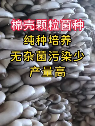 河北廊坊一个大基地用了我们棉壳菌种反馈污染减少了，发菌也快了，会长期跟我们合作。感谢支持！#平菇种植 #平菇菌种 #食用菌栽培种 #栽培种