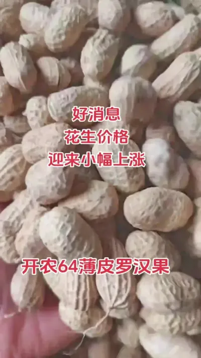 年前花生价格会不会大幅上涨#农业种植 #花生 #抖音助农扶农 #助农扶农 #农民不易