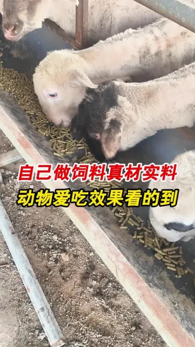 300型升级款饲料颗粒机到达河北客户羊厂，现场做颗粒喂羊。#颗粒机 #饲料颗粒机 #养殖
