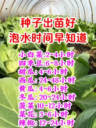 种子出苗好，泡水时间早知道 #辣椒种植 #种植小技巧 #三农种植 #农业种植 #种菜 @DOU+小助手 @DOU+上热门