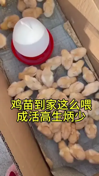 鸡苗到家这样喂成活高生炳少#抖音养鸡人 #服务三农支持三农 #鸡病防治 #一线兽医工作者