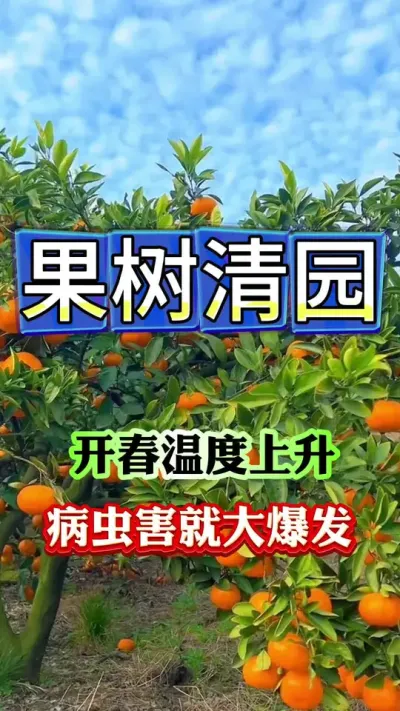 果树管理关键时间#果树管理 #果树种植 #果园管理
