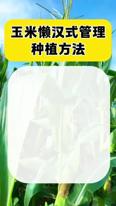 玉米懒汉式管理种植方式#玉米 #玉米种植 #三农 #玉米高产种植技术 #玉米增产