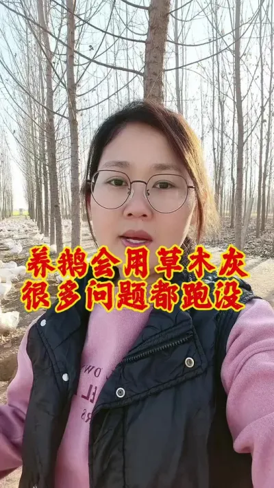 你养鹅用过草木灰吗？#养鹅技术分享 #科学养鹅 #养鹅技术 #养鹅 #鹅