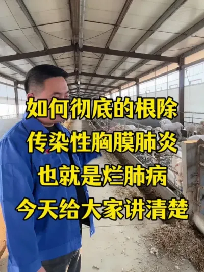 如何彻底的根除传染性胸膜肺炎 #猪牛羊传染性胸膜肺炎   #牛羊烂肺病   #畜牧养殖   #牛羊养殖技术交流