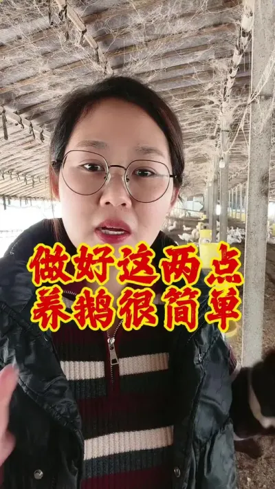 做好这两点，养鹅也可以很简单#养鹅 #鹅 #养鹅人 #养鹅技术分享 #养鹅人加油