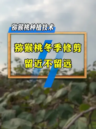 猕猴桃冬季修剪，留近不留远，解决内堂没有产量的问题，你这样做了吗？#种植小技巧 #果树修剪 #果园管理 #三农