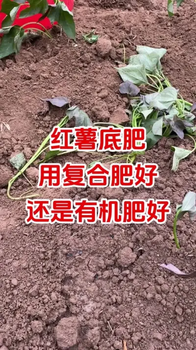 红薯底肥用复合肥好还是有机肥好#红薯种植#红薯底肥#红薯管理#红薯高产
