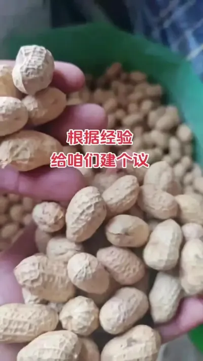 买花生种根据经验建个议#抖音助农 #农业种植 #花生 #扶农助农 #农民不易